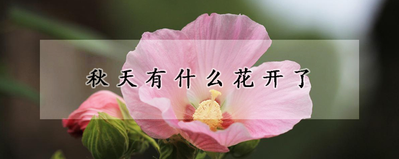 秋天有什麼花開了