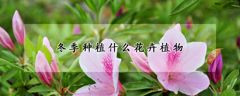 冬季種植什麼花卉植物