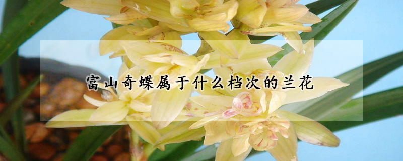 富山奇蝶屬於什麼檔次的蘭花