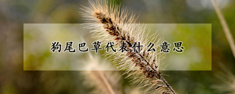 狗尾巴草代表什麼意思