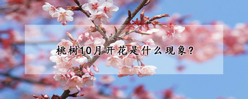 桃樹10月開花是什麼現象?