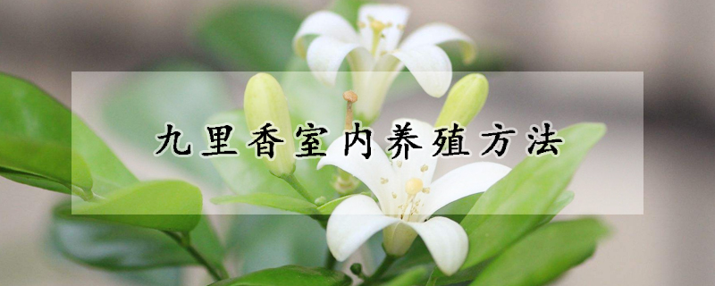 九裏香室內養殖方法