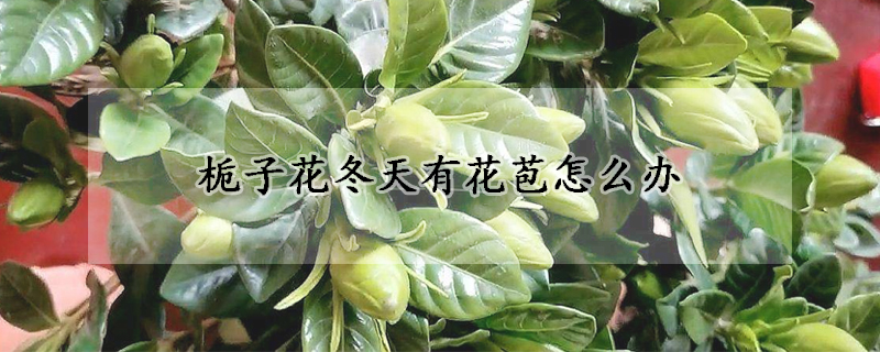 梔子花冬天有花苞怎麼辦