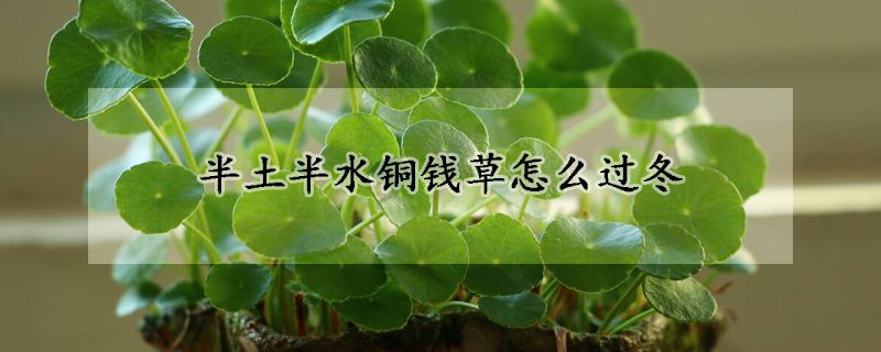 半土半水銅錢草怎麼過冬
