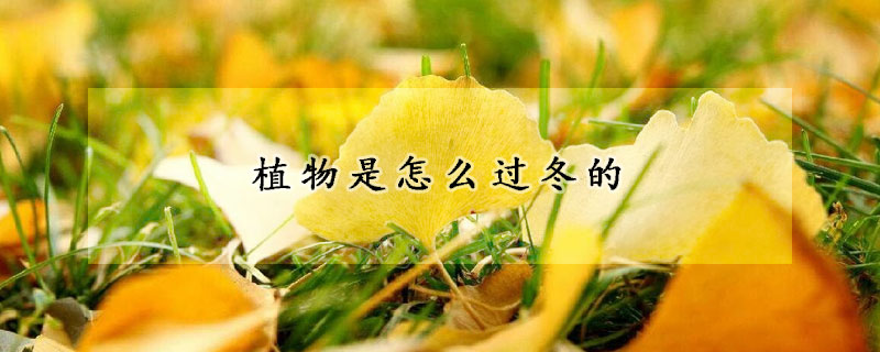 植物是怎麼過冬的