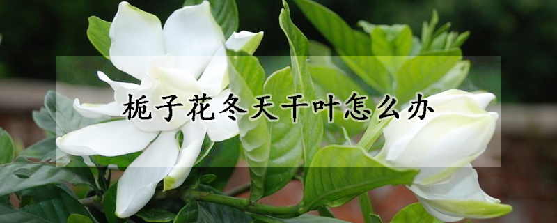 梔子花冬天幹葉怎麼辦