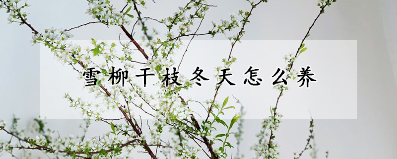 雪柳幹枝冬天怎麼養