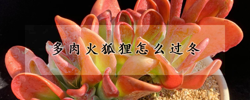 多肉火狐狸怎麼過冬