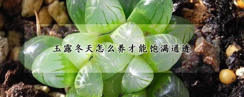 玉露冬天怎麼養才能飽滿通透