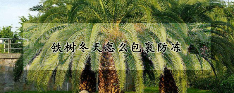 鐵樹冬天怎麼包裹防凍
