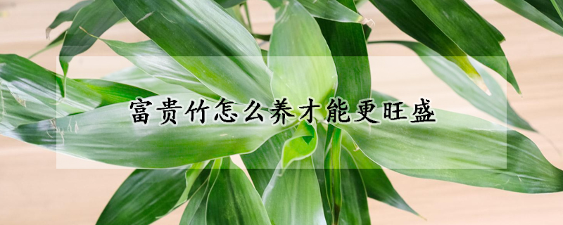富貴竹怎麼養才能更旺盛
