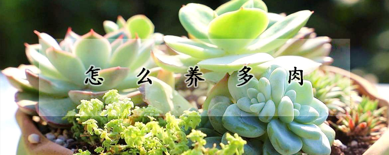 怎麼養多肉