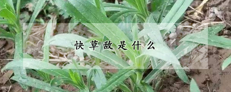 快草敵是什麼