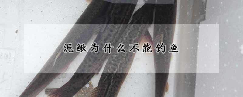 泥鰍為什麼不能釣魚