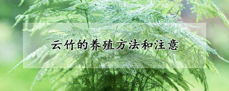 雲竹的養殖方法和注意