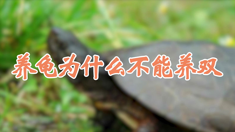 養龜為什麼不能養雙