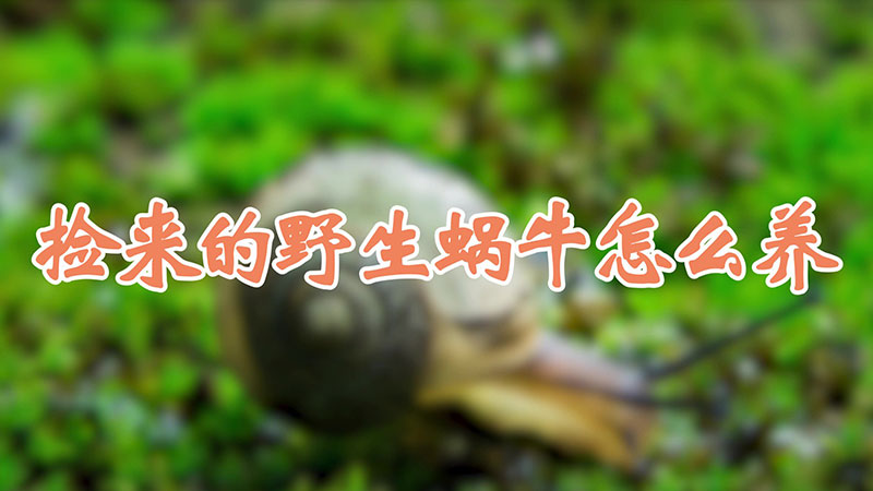 撿來的野生蝸牛怎麼養