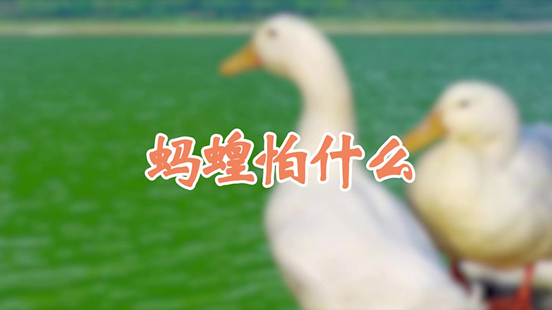 螞蝗怕什麼