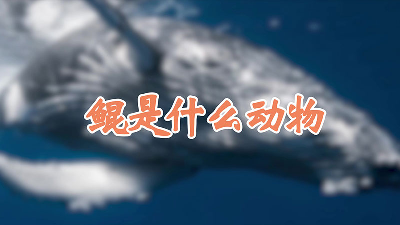 鯤是什麼動物