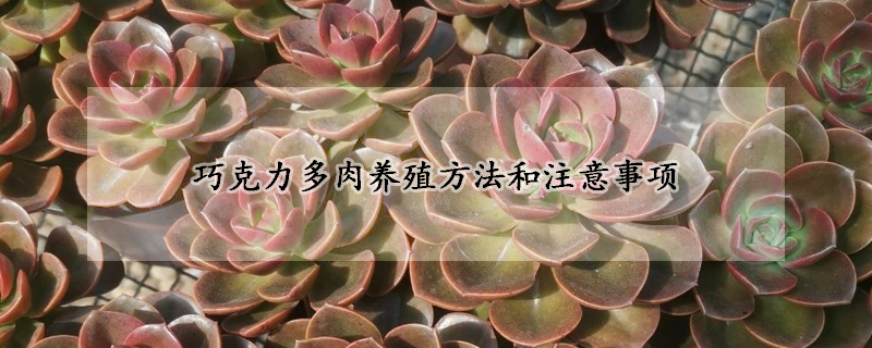 巧克力多肉養殖方法和注意事項