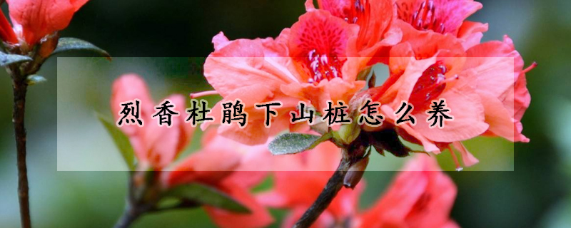 烈香杜鵑下山樁怎麼養