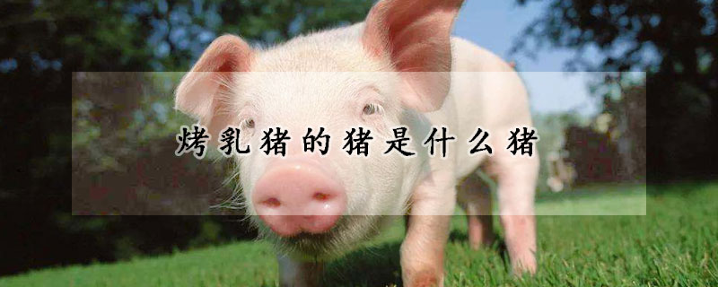 烤乳豬的豬是什麼豬