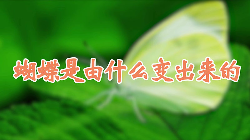 蝴蝶是由什麼變出來的