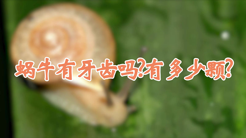 蝸牛有牙齒嗎?有多少顆?