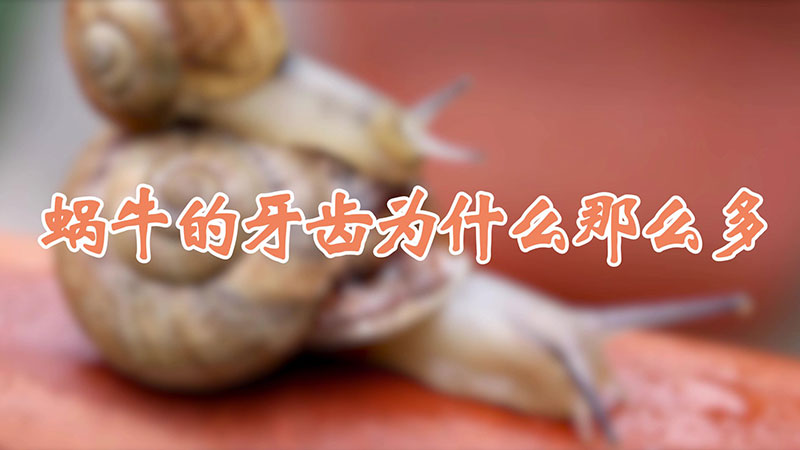 蝸牛的牙齒為什麼那麼多