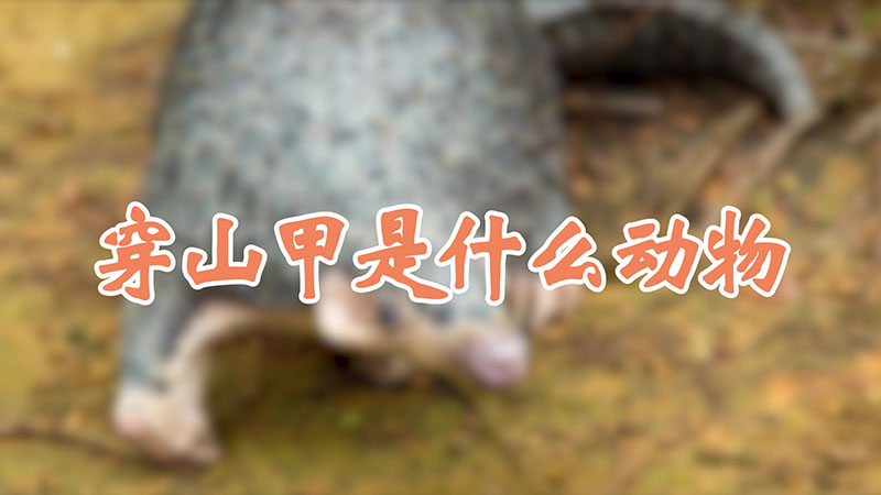 穿山甲是什麼動物