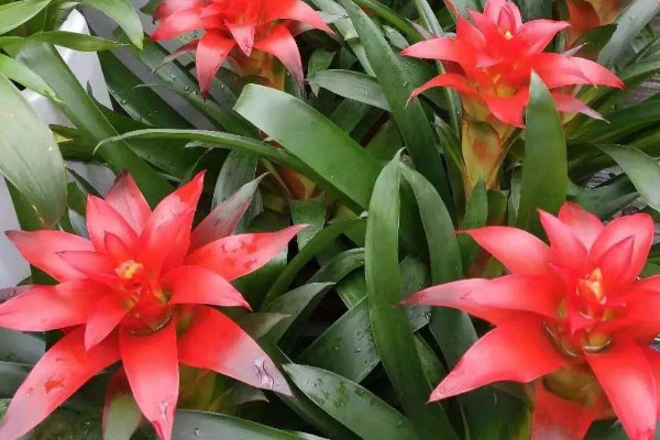 家中養什麼花風水好 室內適合養什麼花風水好