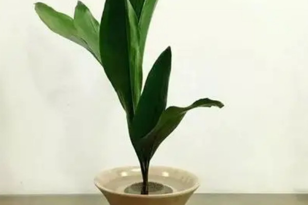 家中養什麼花風水好 室內適合養什麼花風水好