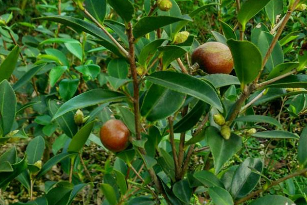 油茶樹苗價格 2022油菜苗價格6-8元一棵