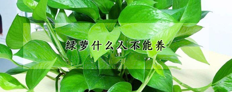 綠蘿什麼人不能養