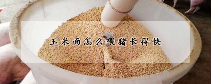 玉米麵怎麼喂豬長得快