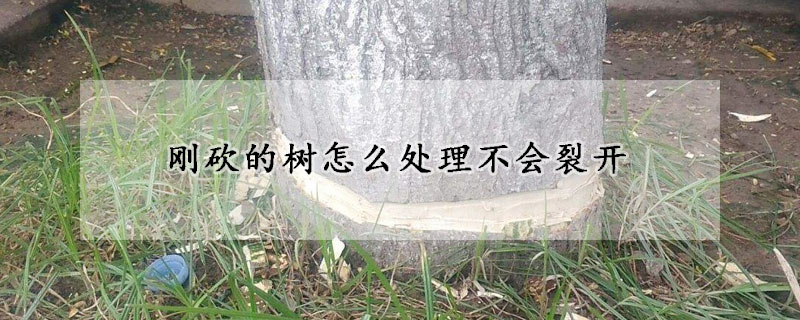 剛砍的樹怎麼處理不會裂開