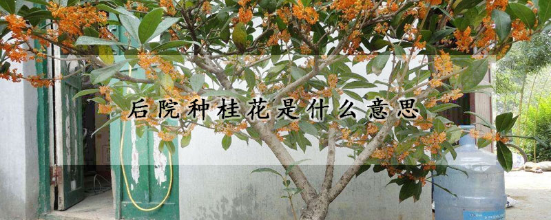 後院種桂花是什麼意思