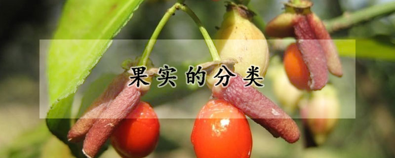果實的分類