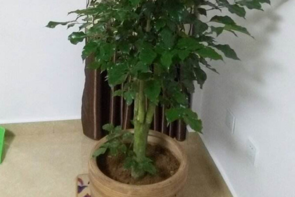 幸福樹放在哪裏好風水 幸福樹放在家裏哪個位置風水好