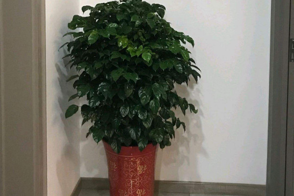 幸福樹放在哪裏好風水 幸福樹放在家裏哪個位置風水好