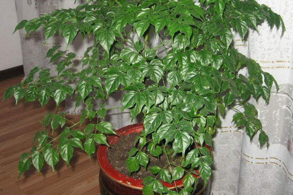幸福樹放在哪裏好風水 幸福樹放在家裏哪個位置風水好