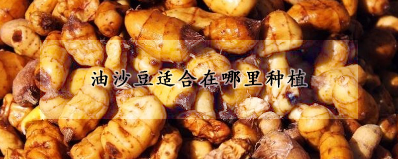 油沙豆適合在哪裏種植