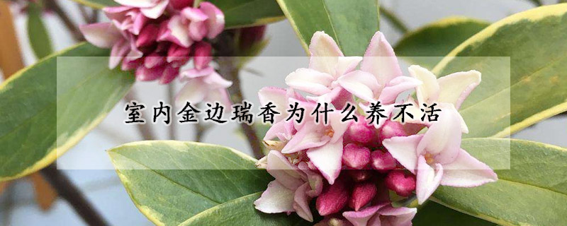 室內金邊瑞香為什麼養不活