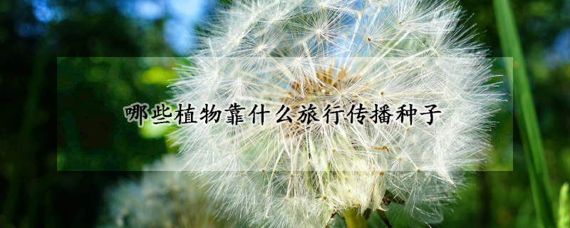 哪些植物靠什麼旅行傳播種子