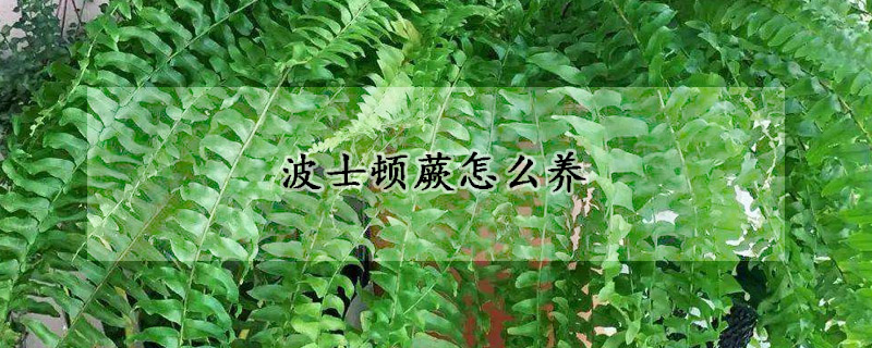 波士頓蕨怎麼養