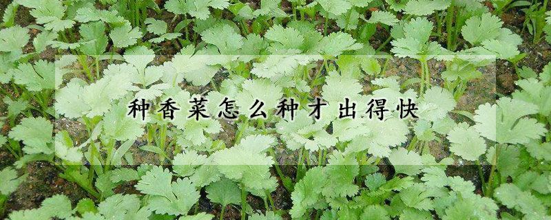 種香菜怎麼種才出得快