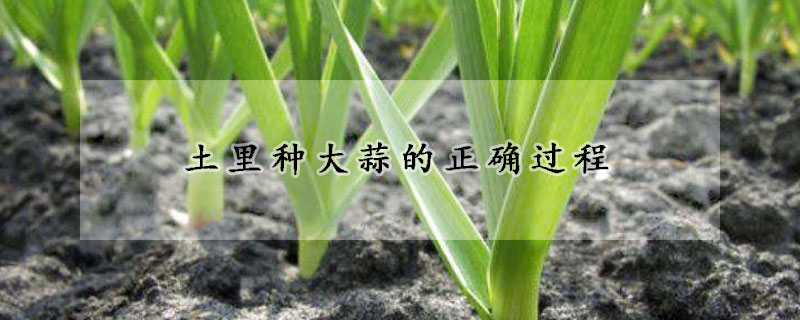 土裏種大蒜的正確過程