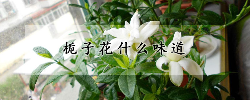 梔子花什麼味道
