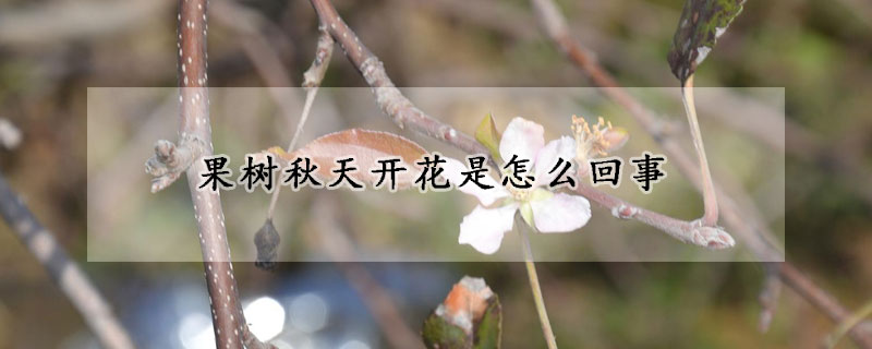 果樹秋天開花是怎麼回事