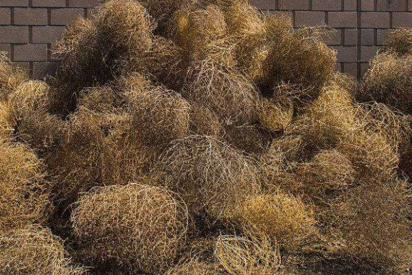 風滾草怎麼傳播種子